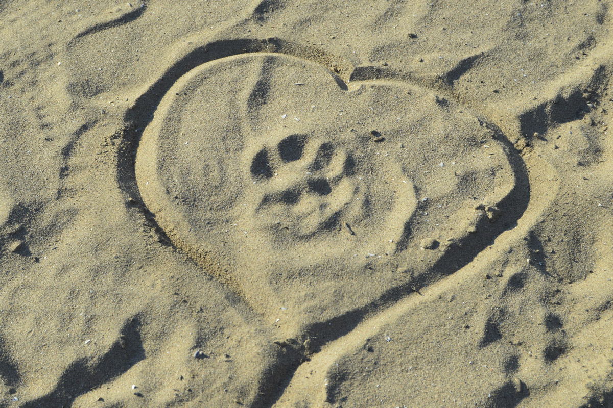Qué hacer si tu mascota se pierde, cedes o fallece