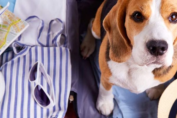 Viajar con mascotas: consejos y normas para un viaje seguro